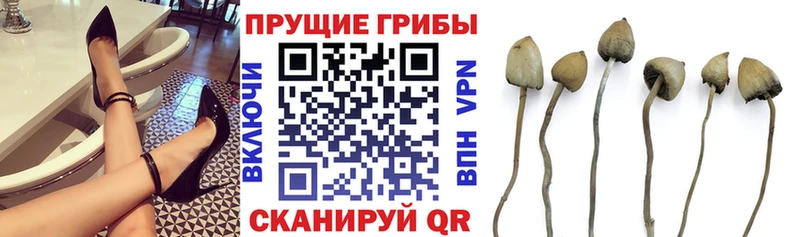 Галлюциногенные грибы Psilocybine cubensis  мега зеркало  Каргат 